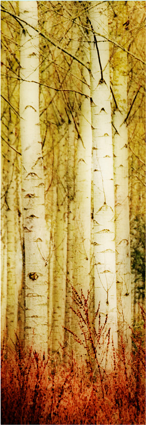 Fuzzy-Birch