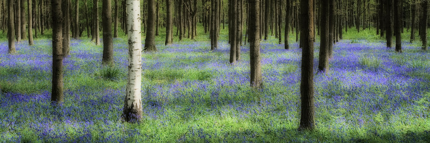 Bluebell-no2