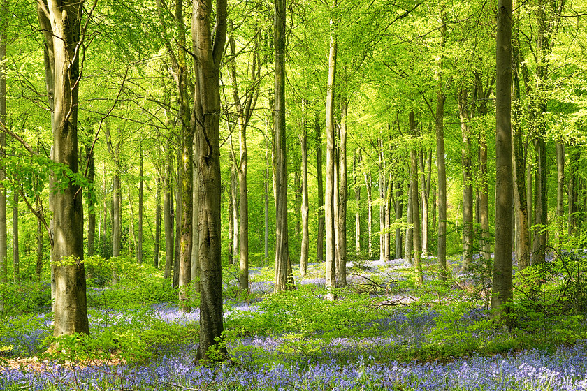 Bluebells-no3 
 Keywords: bluebells, west woods