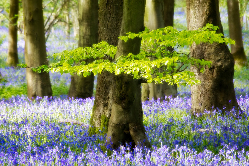 Bluebells-Foxholes