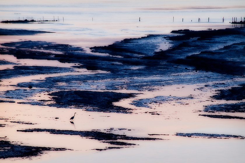 Heron-And-Low-Tide