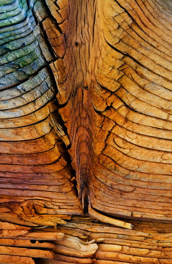 Abstract-Wood005