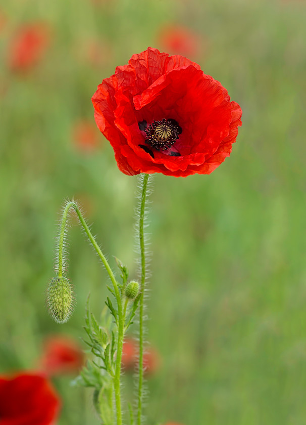 Poppy-no3 
 Keywords: A46, poppies