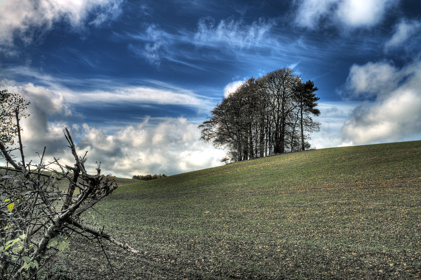 Cheltenham-Trees