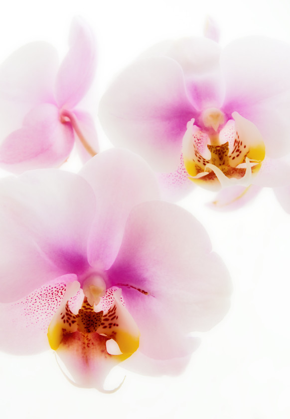 Orchids