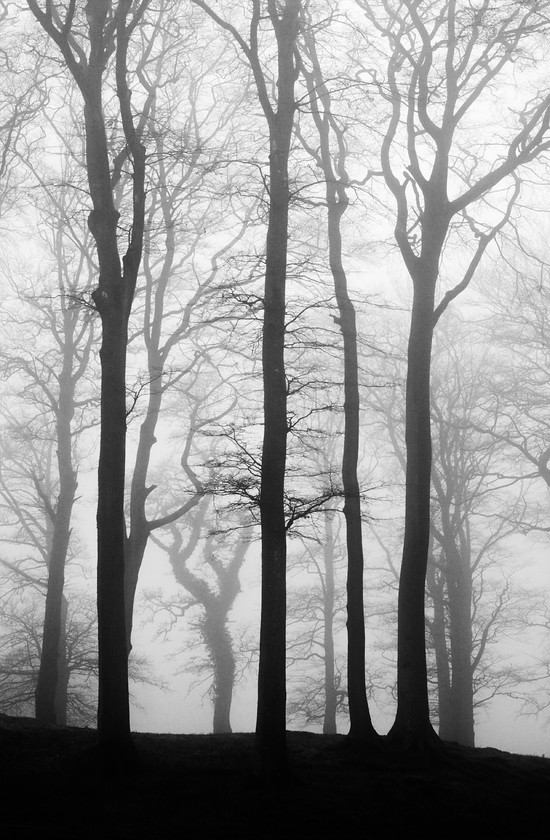 Foggy-Trees-Blackdown