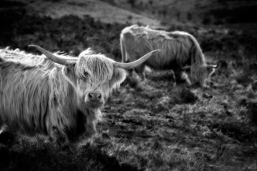 Highland-Exemoor-Cattle-B&W