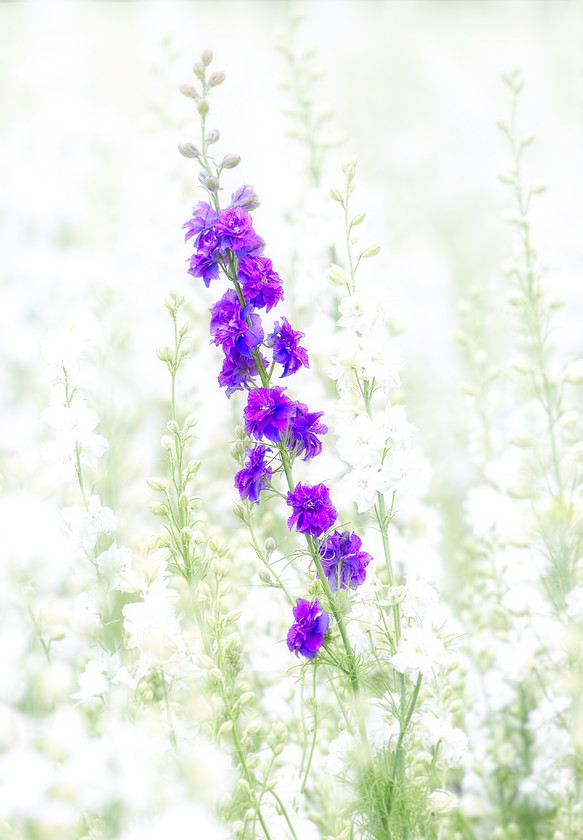 Delphinium-Blue-On-White 
 Keywords: Delphiniums