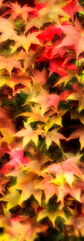 Autumn-Maple