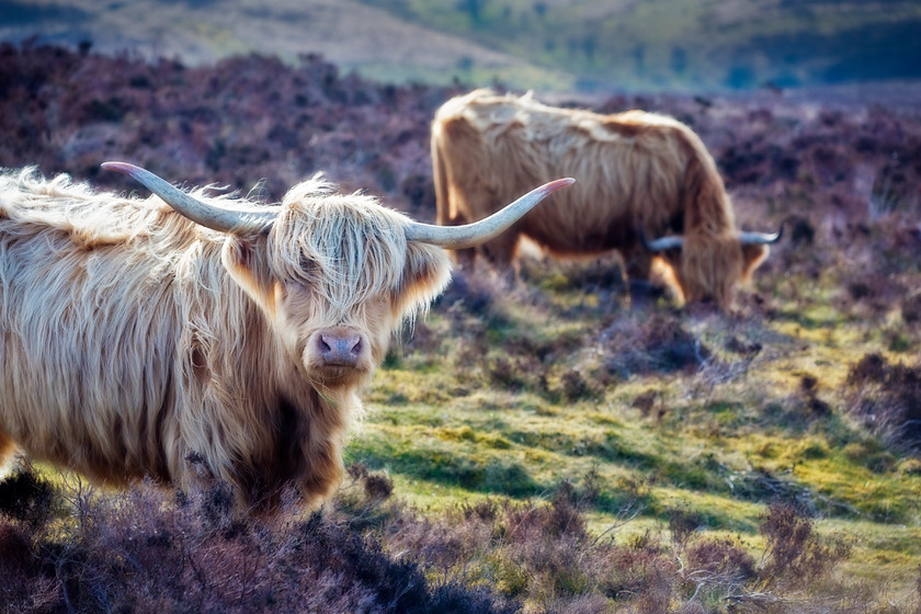 Highland-Exemoor-Cattle