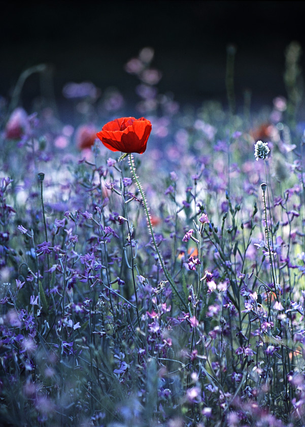 Lone-Poppy-In-Blue-Flowers