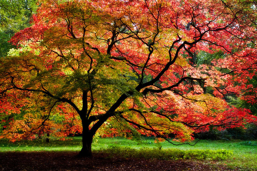 That-Tree-Westonbirt