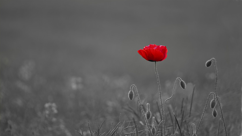 Lone-Poppy-no2