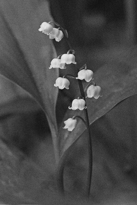 Lilly-Of-The-Valley