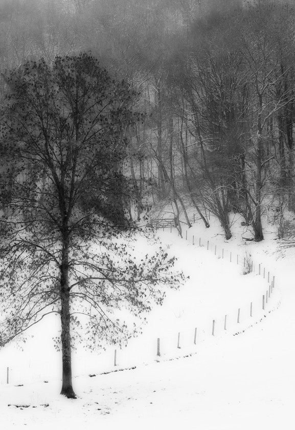 Snow-Tree-And-Fence woodchester