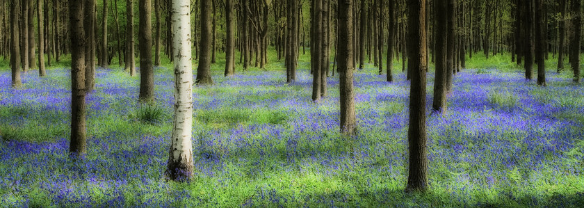 Bluebells-no3