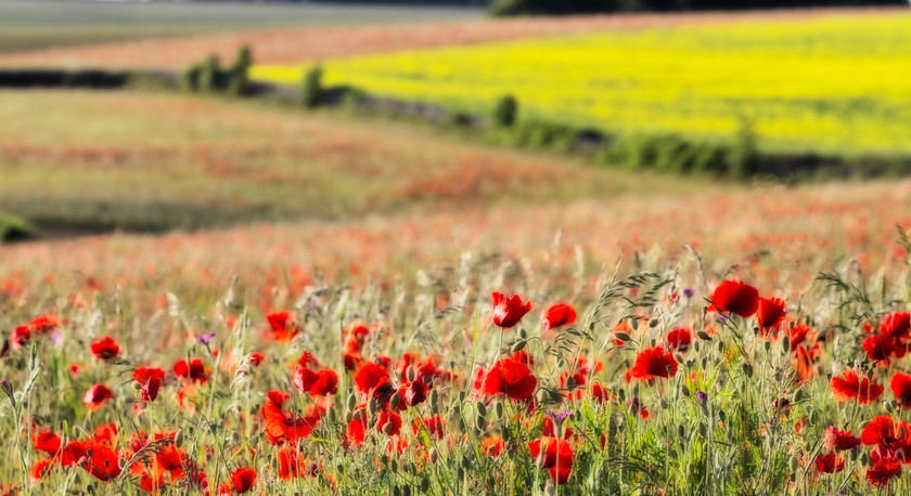 Poppies-no6