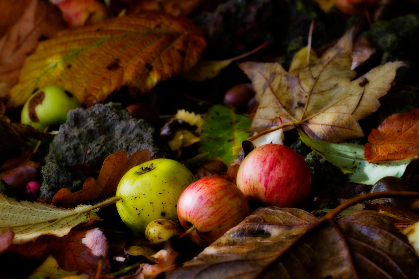 Apples-StillLlife