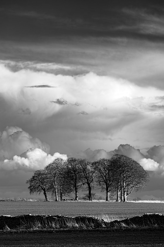 Trees-Cotswolds04