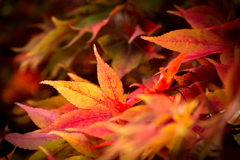 Autumn-Gold 
 Keywords: westonbirt acer